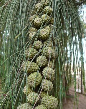 Fotografia 14 da espécie Casuarina equisetifolia no Jardim Botânico UTAD