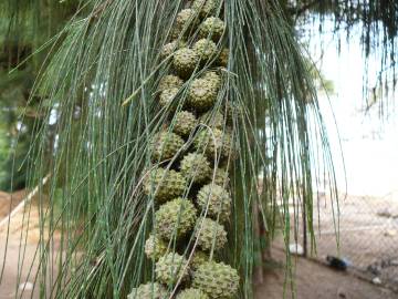 Fotografia da espécie Casuarina equisetifolia