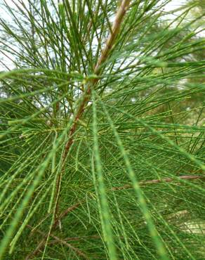 Fotografia 15 da espécie Casuarina equisetifolia no Jardim Botânico UTAD