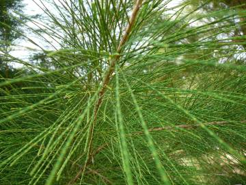 Fotografia da espécie Casuarina equisetifolia