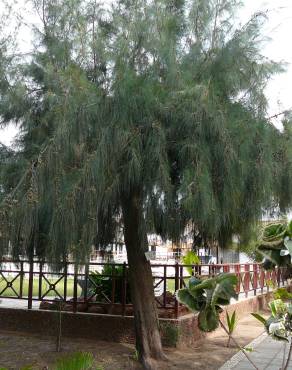 Fotografia 16 da espécie Casuarina equisetifolia no Jardim Botânico UTAD