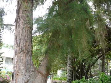 Fotografia da espécie Casuarina equisetifolia