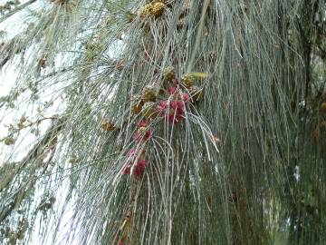 Fotografia da espécie Casuarina equisetifolia