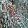 Fotografia 1 da espécie Casuarina equisetifolia do Jardim Botânico UTAD