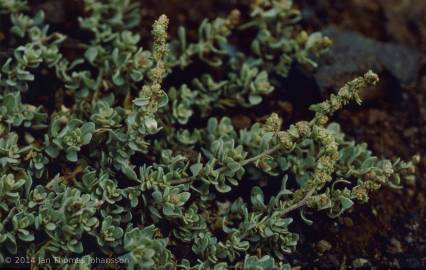 Fotografia da espécie Atriplex glauca