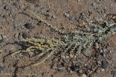 Fotografia da espécie Atriplex glauca