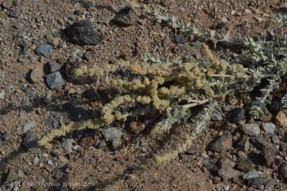 Fotografia da espécie Atriplex glauca
