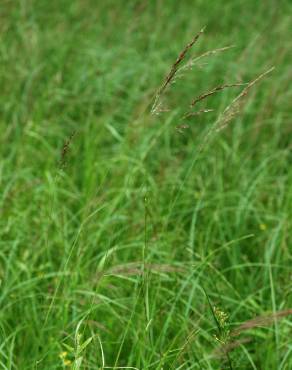 Fotografia 3 da espécie Agrostis canina no Jardim Botânico UTAD