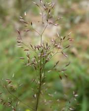 Fotografia da espécie Agrostis canina