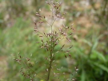 Fotografia da espécie Agrostis canina