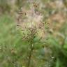 Fotografia 1 da espécie Agrostis canina do Jardim Botânico UTAD