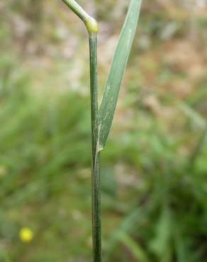 Fotografia 5 da espécie Agrostis canina no Jardim Botânico UTAD