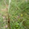 Fotografia 7 da espécie Agrostis canina do Jardim Botânico UTAD