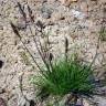 Fotografia 9 da espécie Agrostis canina do Jardim Botânico UTAD