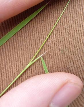 Fotografia 13 da espécie Agrostis canina no Jardim Botânico UTAD