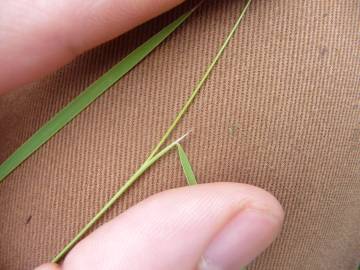 Fotografia da espécie Agrostis canina