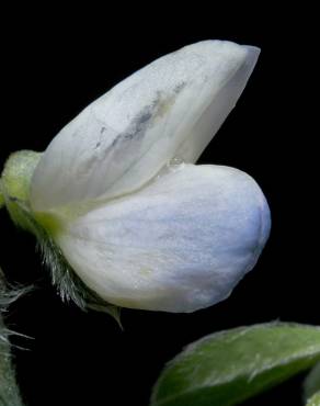 Fotografia 6 da espécie Lupinus albus no Jardim Botânico UTAD