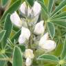 Fotografia 7 da espécie Lupinus albus do Jardim Botânico UTAD
