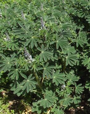 Fotografia 9 da espécie Lupinus albus no Jardim Botânico UTAD