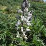 Fotografia 11 da espécie Lupinus albus do Jardim Botânico UTAD