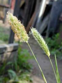 Fotografia da espécie Alopecurus brachystachyus