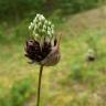 Fotografia 9 da espécie Allium oleraceum do Jardim Botânico UTAD