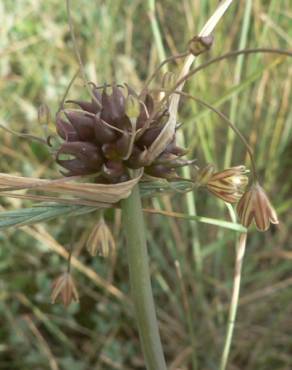 Fotografia 10 da espécie Allium oleraceum no Jardim Botânico UTAD