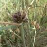 Fotografia 10 da espécie Allium oleraceum do Jardim Botânico UTAD