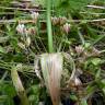 Fotografia 15 da espécie Allium oleraceum do Jardim Botânico UTAD