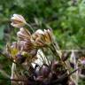 Fotografia 16 da espécie Allium oleraceum do Jardim Botânico UTAD