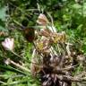 Fotografia 17 da espécie Allium oleraceum do Jardim Botânico UTAD