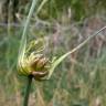 Fotografia 19 da espécie Allium oleraceum do Jardim Botânico UTAD