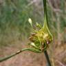 Fotografia 20 da espécie Allium oleraceum do Jardim Botânico UTAD
