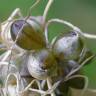 Fotografia 23 da espécie Allium oleraceum do Jardim Botânico UTAD
