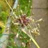 Fotografia 25 da espécie Allium oleraceum do Jardim Botânico UTAD