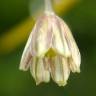 Fotografia 28 da espécie Allium oleraceum do Jardim Botânico UTAD