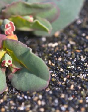 Fotografia 3 da espécie Euphorbia peplis no Jardim Botânico UTAD