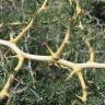 Fotografia 9 da espécie Asparagus albus do Jardim Botânico UTAD