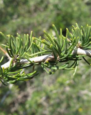 Fotografia 11 da espécie Asparagus albus no Jardim Botânico UTAD