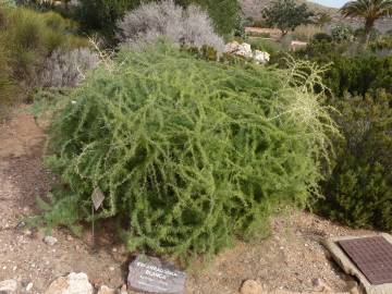 Fotografia da espécie Asparagus albus