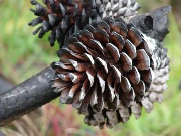 Fotografia da espécie Pinus radiata