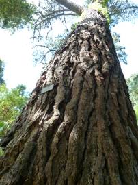Fotografia da espécie Pinus radiata