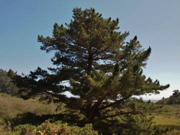 Fotografia da espécie Pinus radiata