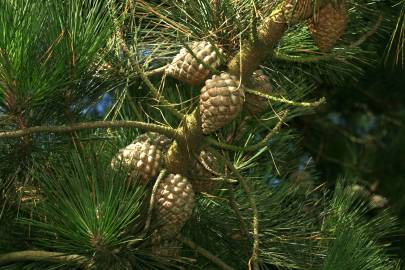 Fotografia da espécie Pinus radiata