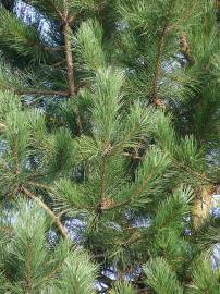 Fotografia da espécie Pinus radiata