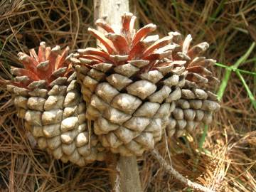 Fotografia da espécie Pinus radiata