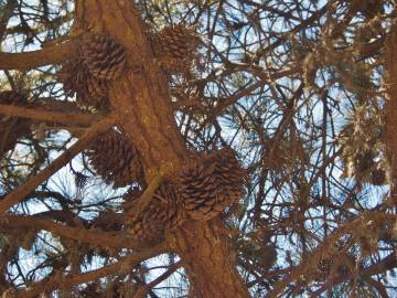 Fotografia da espécie Pinus radiata