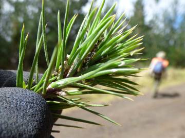 Fotografia da espécie Pinus radiata