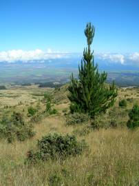Fotografia da espécie Pinus radiata