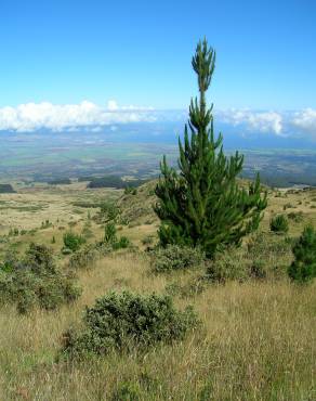 Fotografia 13 da espécie Pinus radiata no Jardim Botânico UTAD